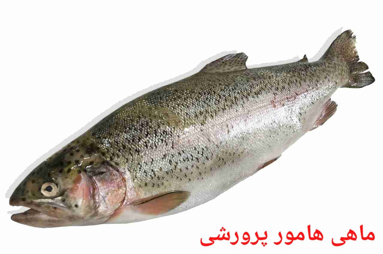 بهترین ماهی هامور پرورشی صادراتی ایران + قیمت خرید عالی